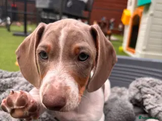 Dachshund dogs Dachshund Piebald puppy SOLD - Advert 8
