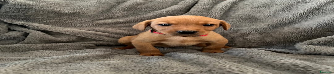 Labrador Retriever - Mr Red