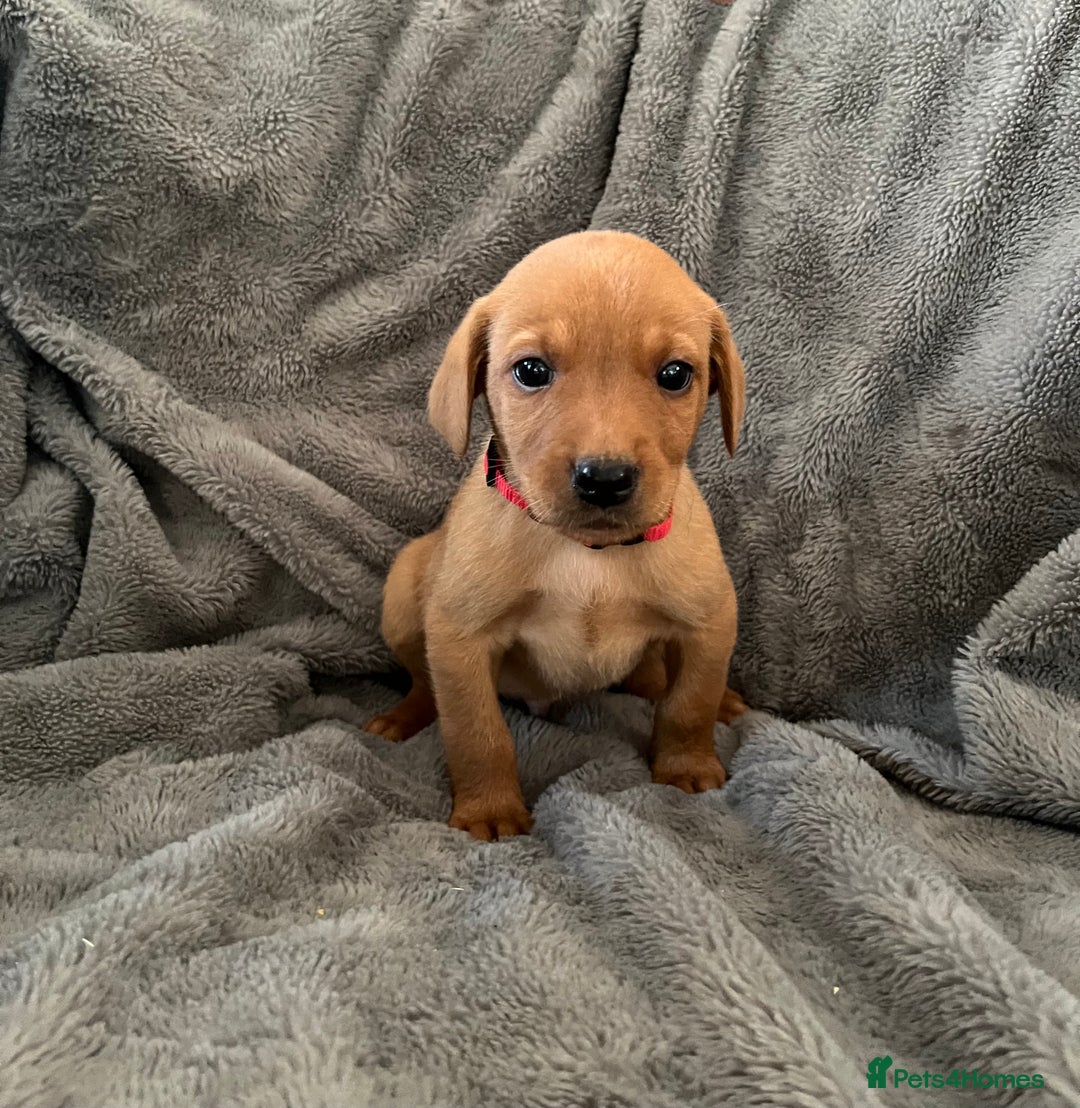 Labrador Retriever dogs for sale: READY NOW - KC Fox Red Labrador Puppies  - Image 8