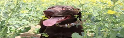 German Shorthaired Pointer dogs for sale: Beautiful KC GSP Puppies - Advert 9