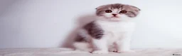 Scottish Fold cats for sale: Adorable Scottish Fold  Baby Girl - Advert 3