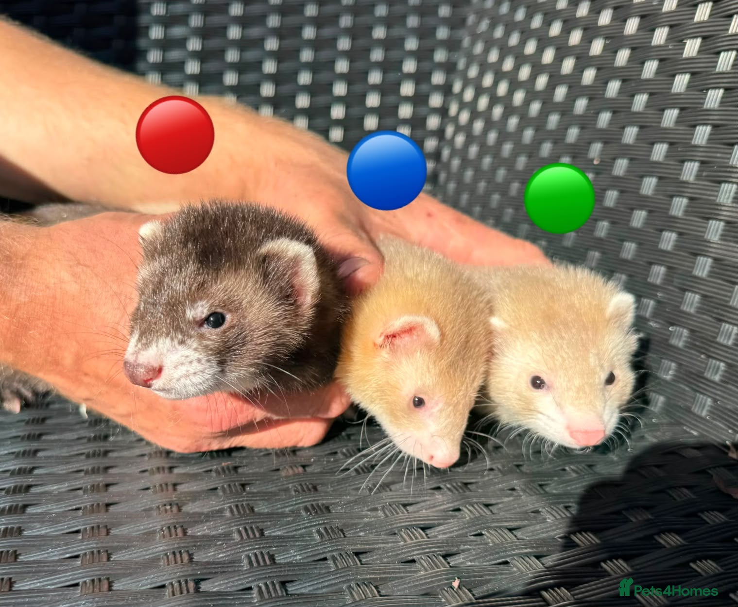 Ferret rodents 3 ferret kit hobs available - Advert 1