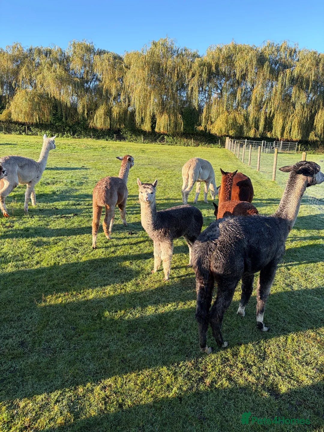 Alpaca livestock for sale: Beautiful BAS Registered Baby Alpacas For Sale! - Advert 10