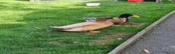 Ducks poultry for sale: 2x Orpington Drakes in Wakefield - Advert 5
