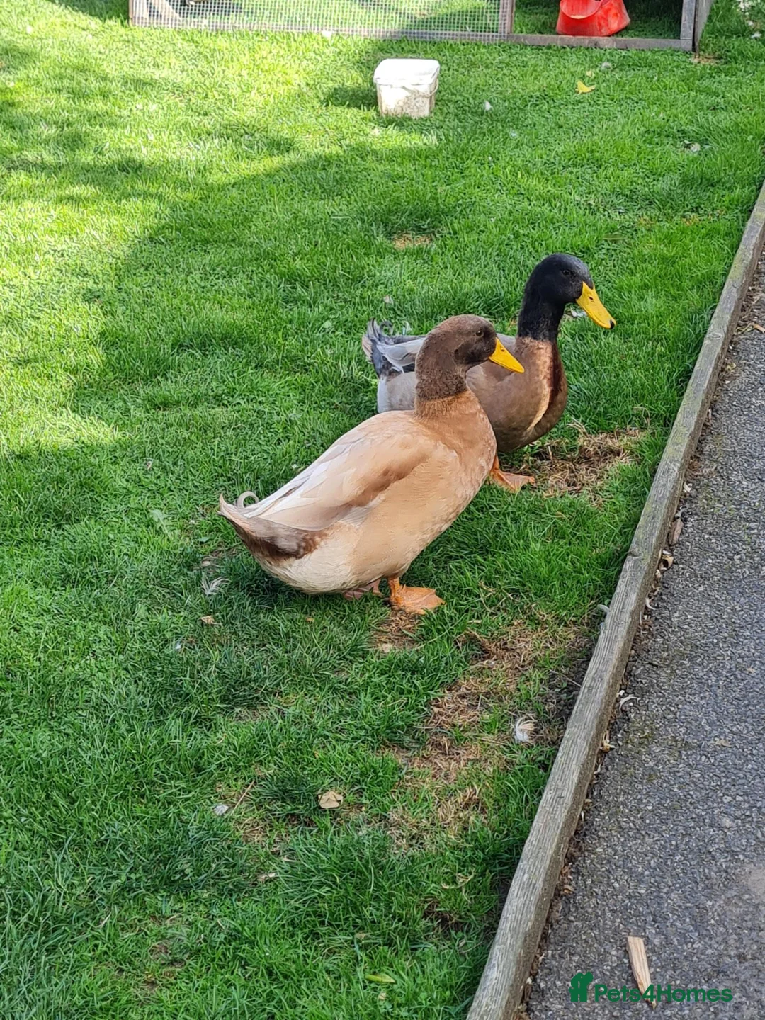 Ducks poultry for sale: 2x Orpington Drakes in Wakefield - Advert 5