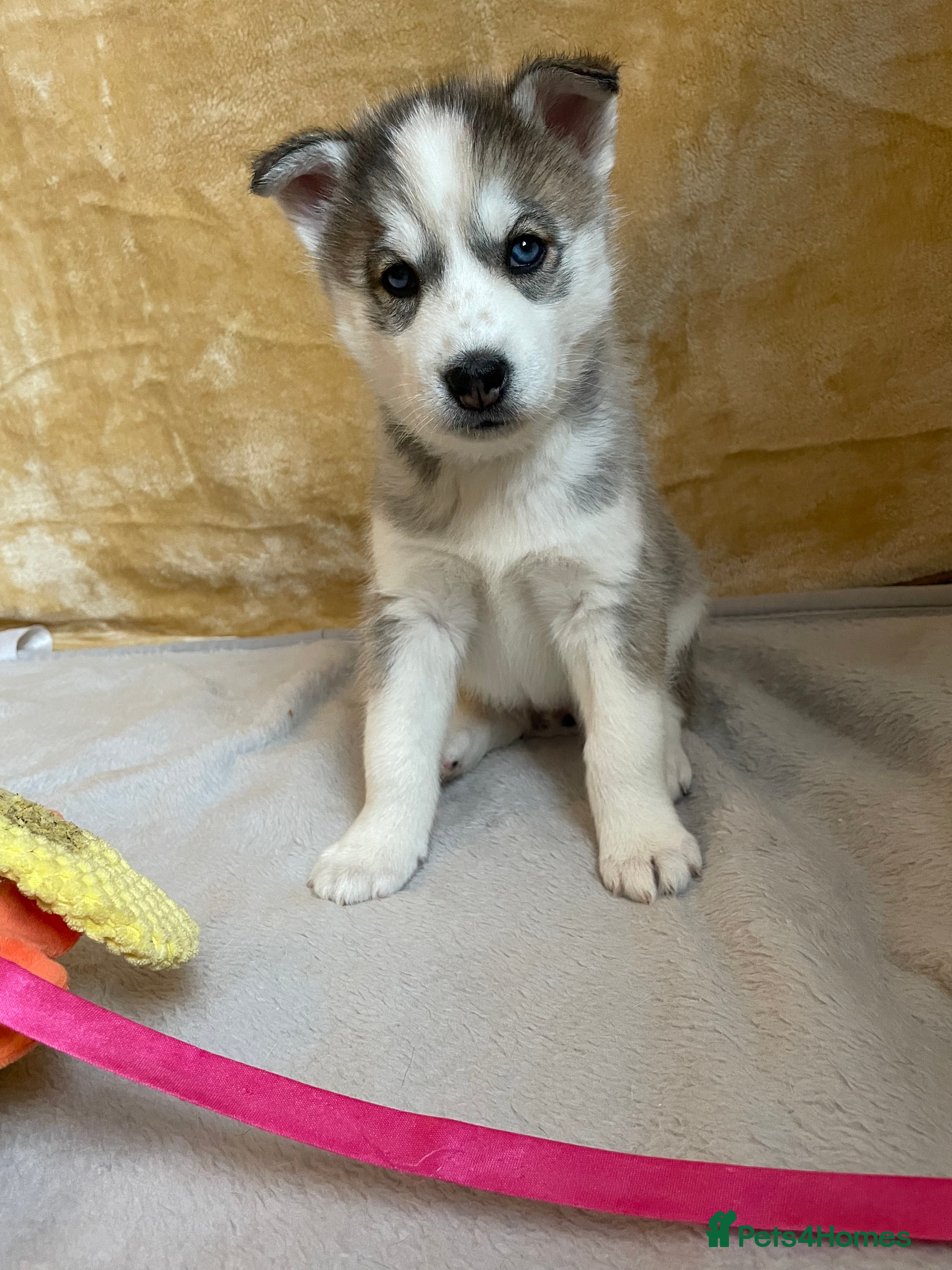 Siberian Husky dogs Siberian Husky Puppies  - Advert 2