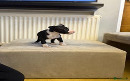 American Bully dogs for sale: 💥 Pocket bully puppies 💥 - Image 9