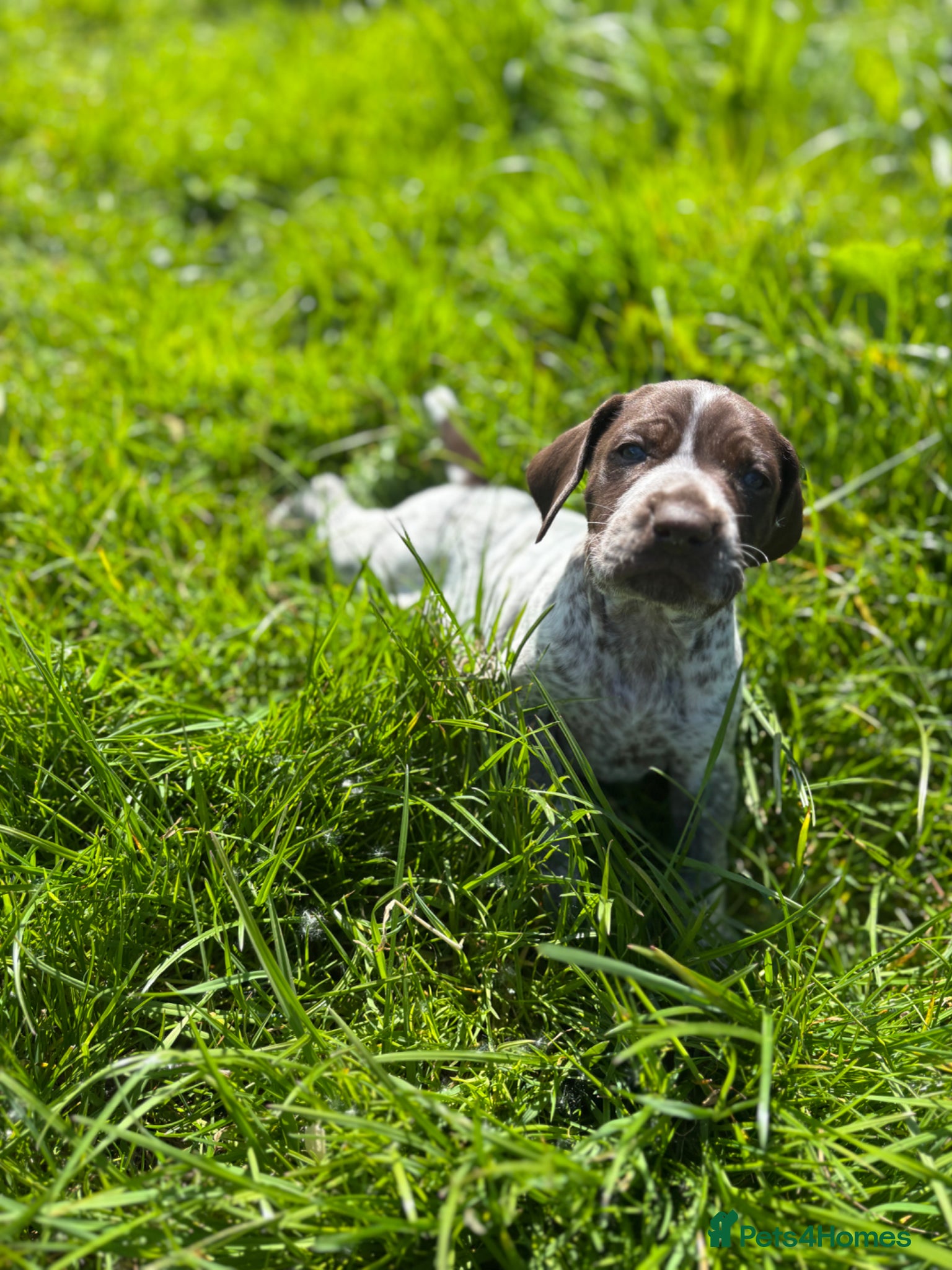 German Shorthaired Pointer dogs Stunning example of KC German Shorthaired Pointers - Advert 2