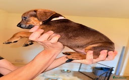 Mixed Breed dogs for sale: Mastiff x rottweiler  - Image 22