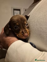 Miniature Dachshund dogs - Advert 1