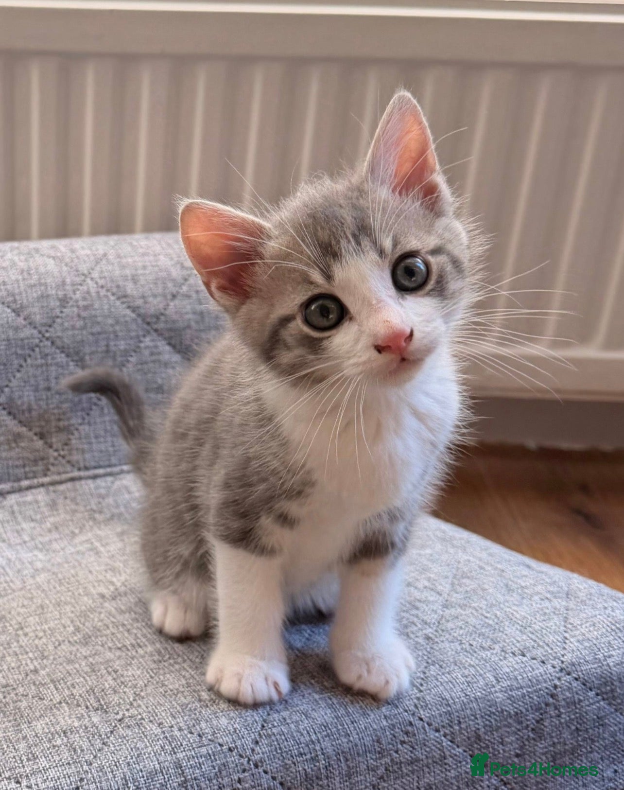 Mixed Breed cats for sale: Two Adorable Kittens Looking Their Forever Homes in Hull - Advert 6