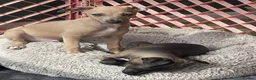 Italian Greyhound dogs for sale: Gorgeous KC Italian Greyhounds - Advert 18