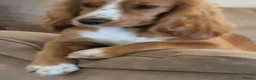 Cockapoo dogs for sale: PREGNANCY CONFIRMED - F1 COCKAPOOS - Advert 4
