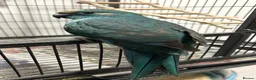 Parakeets birds for sale: Blue pied kakariki in Watford - Advert 2