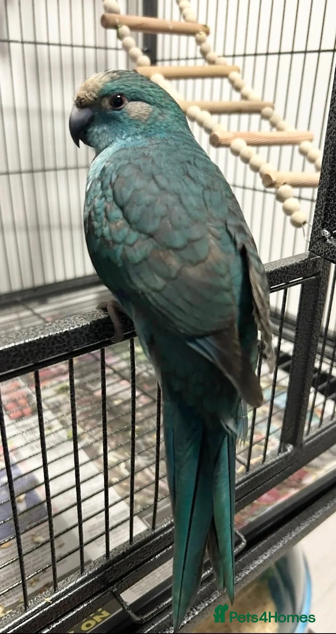 Parakeets birds for sale: Blue pied kakariki in Watford - Advert 2