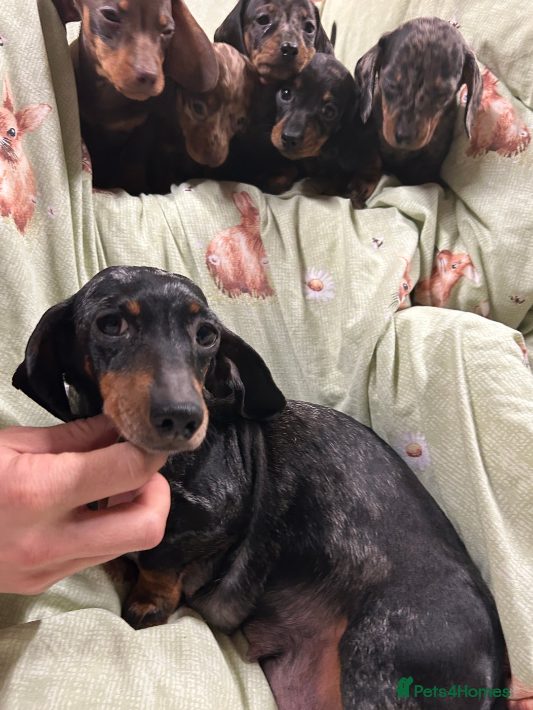Miniature Dachshund dogs for sale: Miniature dachshunds * 3 boys left - Advert 9