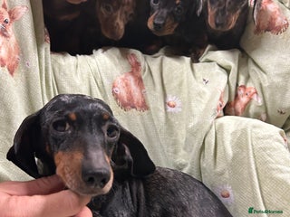 Miniature Dachshund dogs Miniature dachshunds - Advert 1