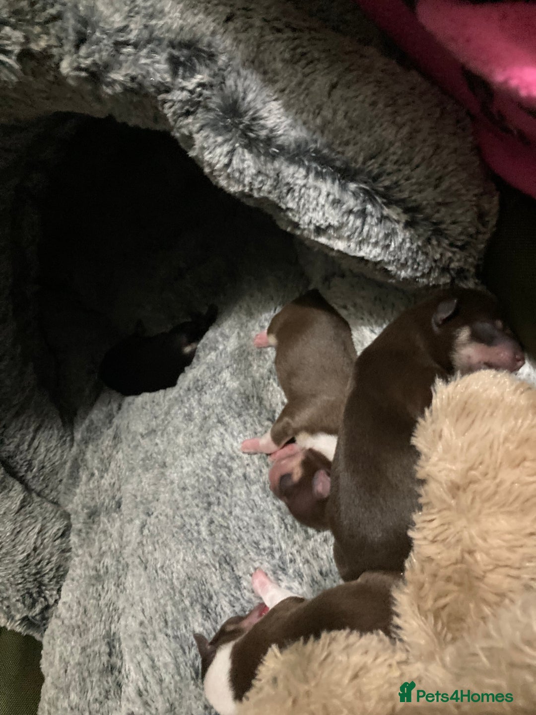 Chihuahua dogs for sale: 4 chihuahua  **  babys - Advert 7