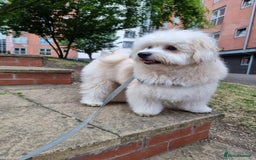 Mixed Breed dogs for stud: Teddy, dog for stud - Image 7