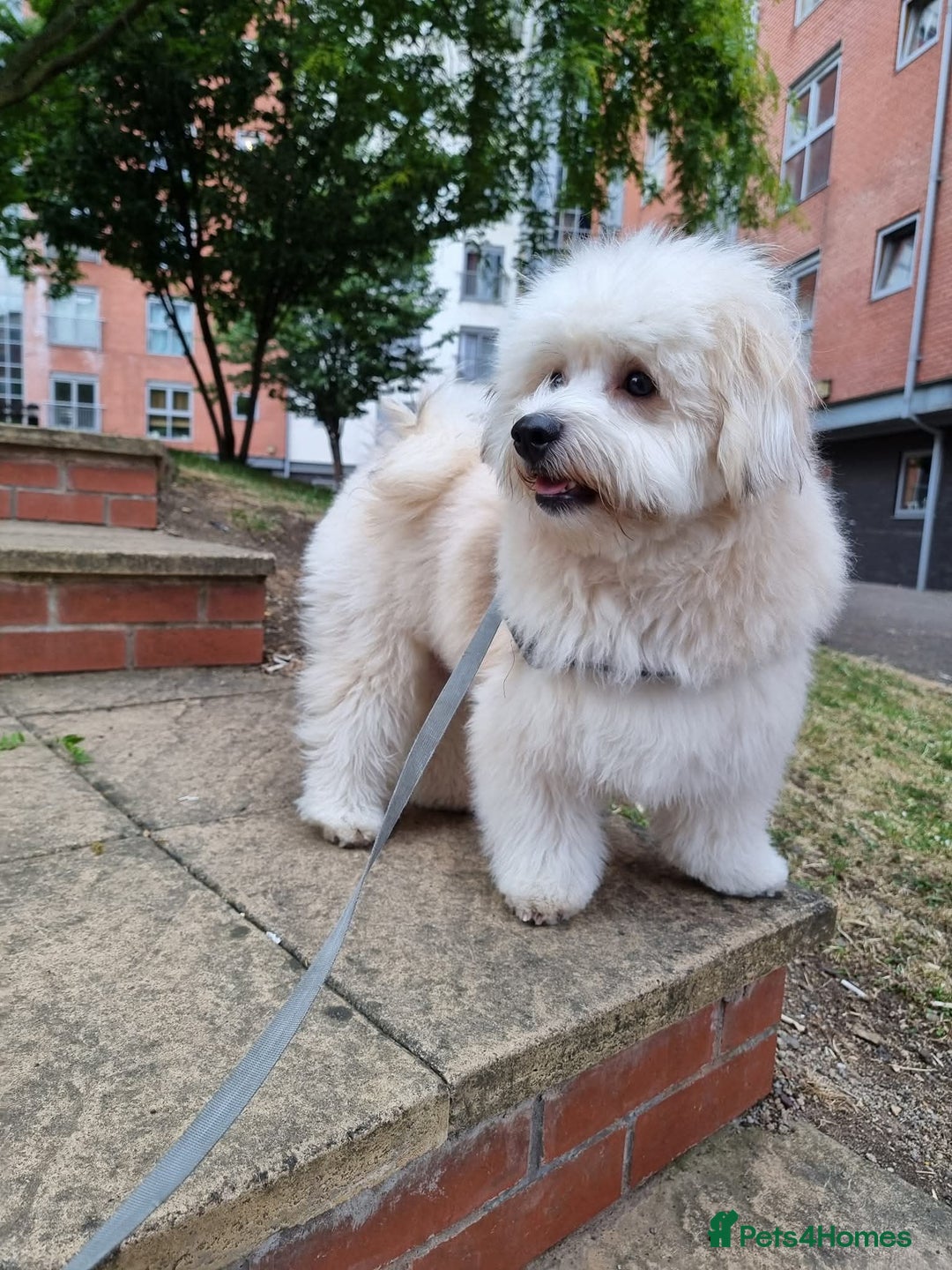 Mixed Breed dogs for stud: Teddy, dog for stud - Image 7
