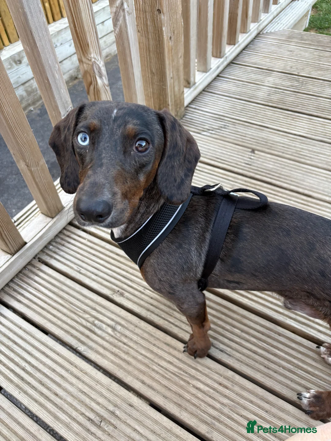 Mixed Breed dogs for sale: Dachshund cross spaniel  - Advert 2