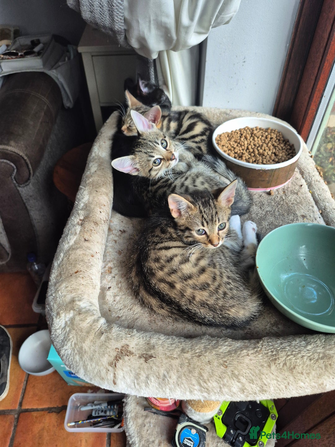 Mixed Breed cats for sale: 2 x male kittens - Image 4