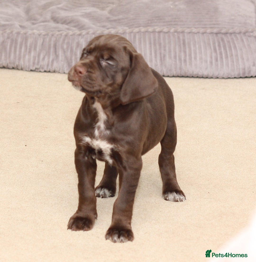 Mixed Breed dogs for sale: Working Cocker Spaniel X Hungarian Vizsla - Advert 8