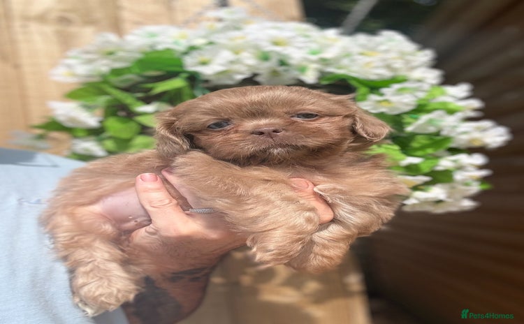 Shih Tzu dogs - Advert 14