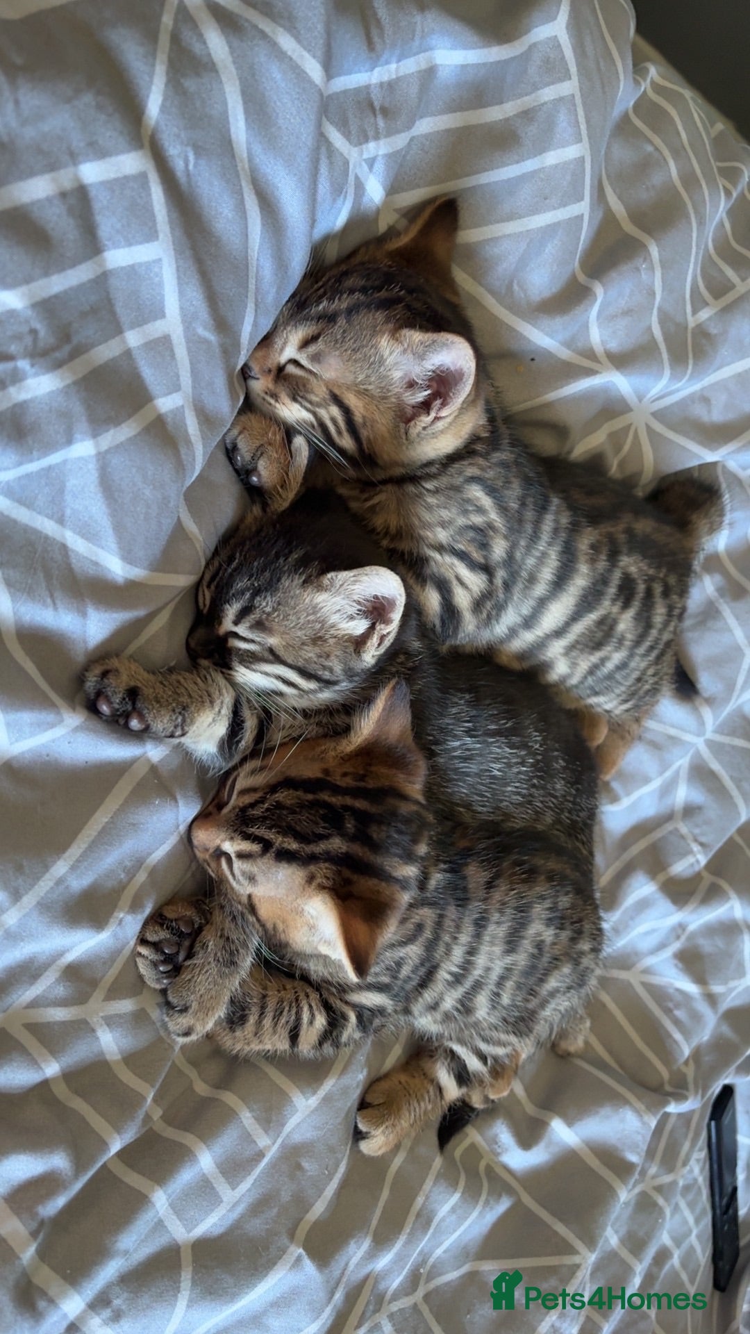 Mixed Breed cats Bengal/domestic long haired - Advert 1