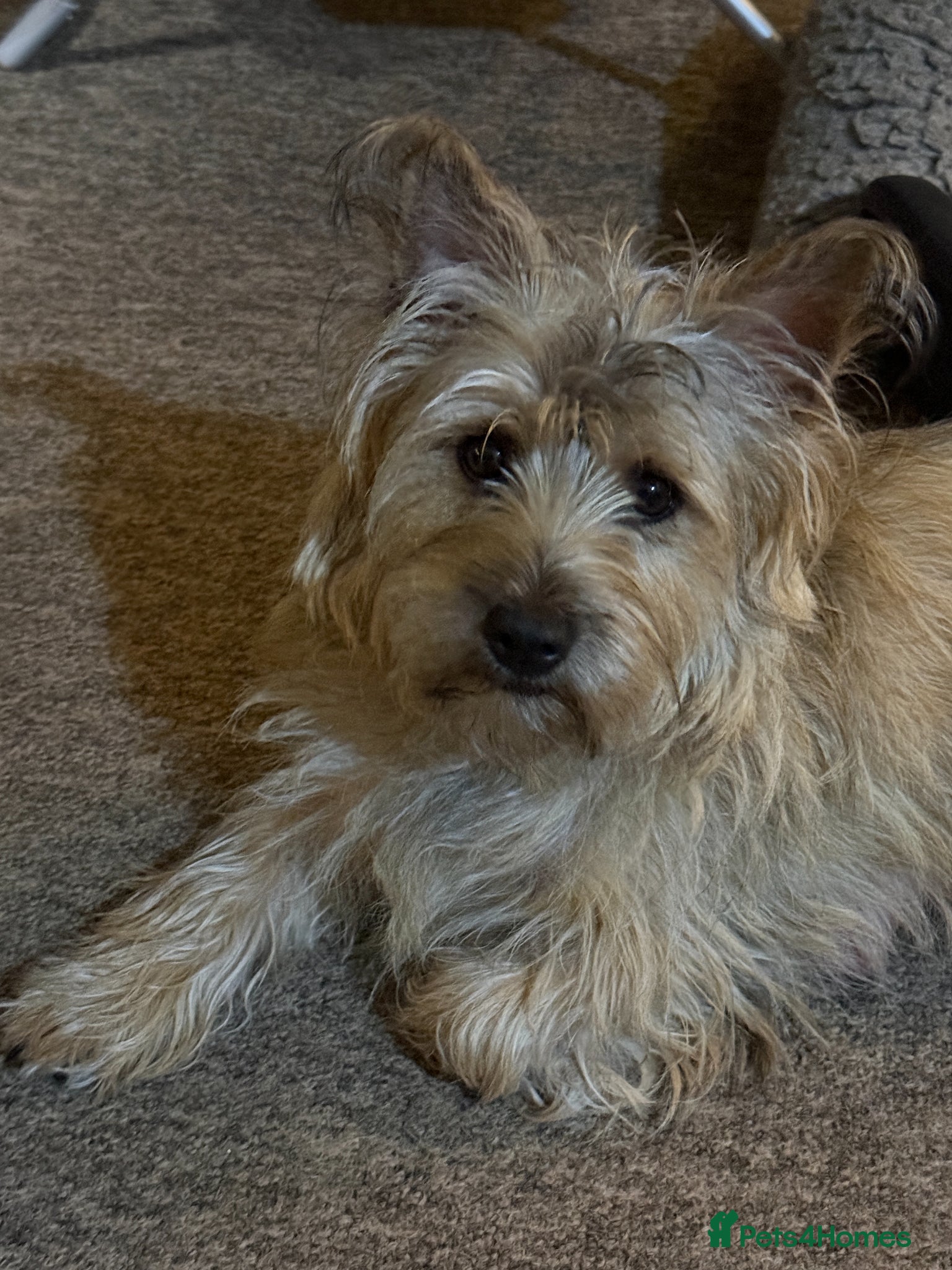 Mixed Breed dogs Cairncapoo Puppies  - Advert 2