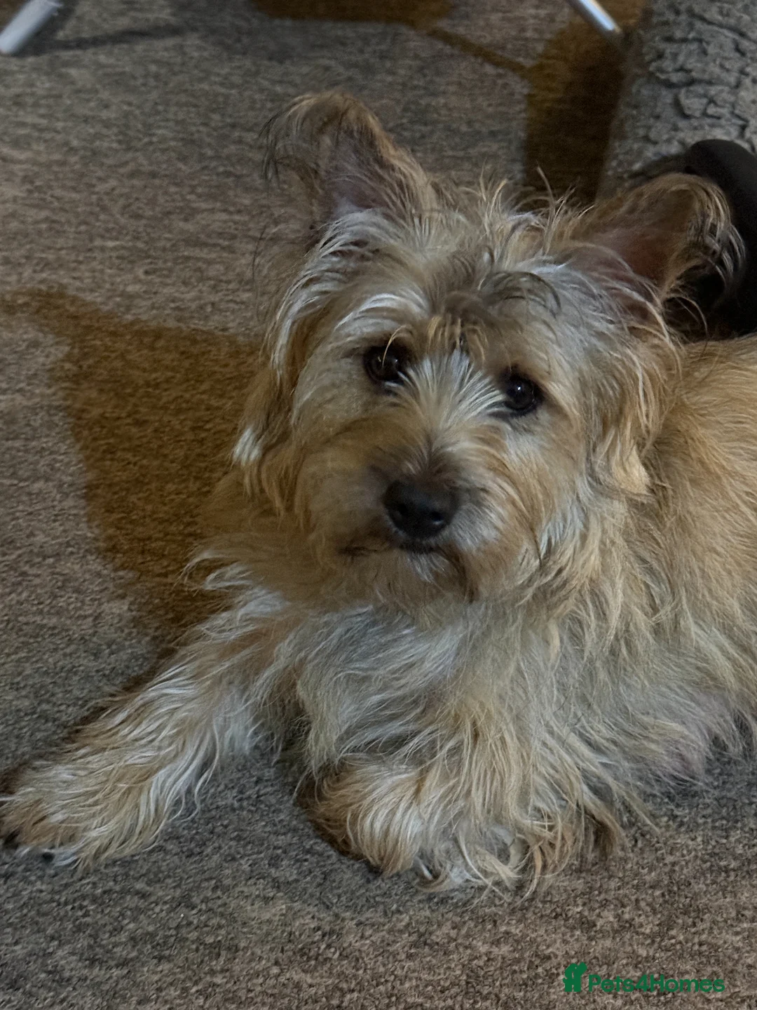 Mixed Breed dogs for sale: Cairncapoo Puppies  in Andover - Advert 1