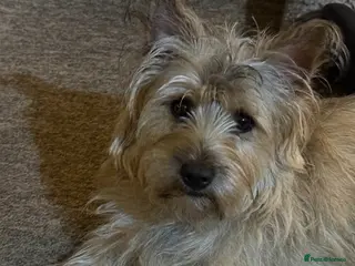 Mixed Breed dogs Cairncapoo Puppies - Advert 13