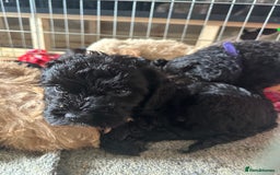 Australian Labradoodle dogs for sale: Labradoodle x Cockerpoo. Ready! Beautiful babies! - Image 3