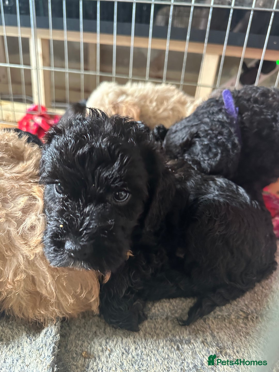 Australian Labradoodle dogs for sale: Labradoodle x Cockerpoo. Ready! Beautiful babies! - Image 3