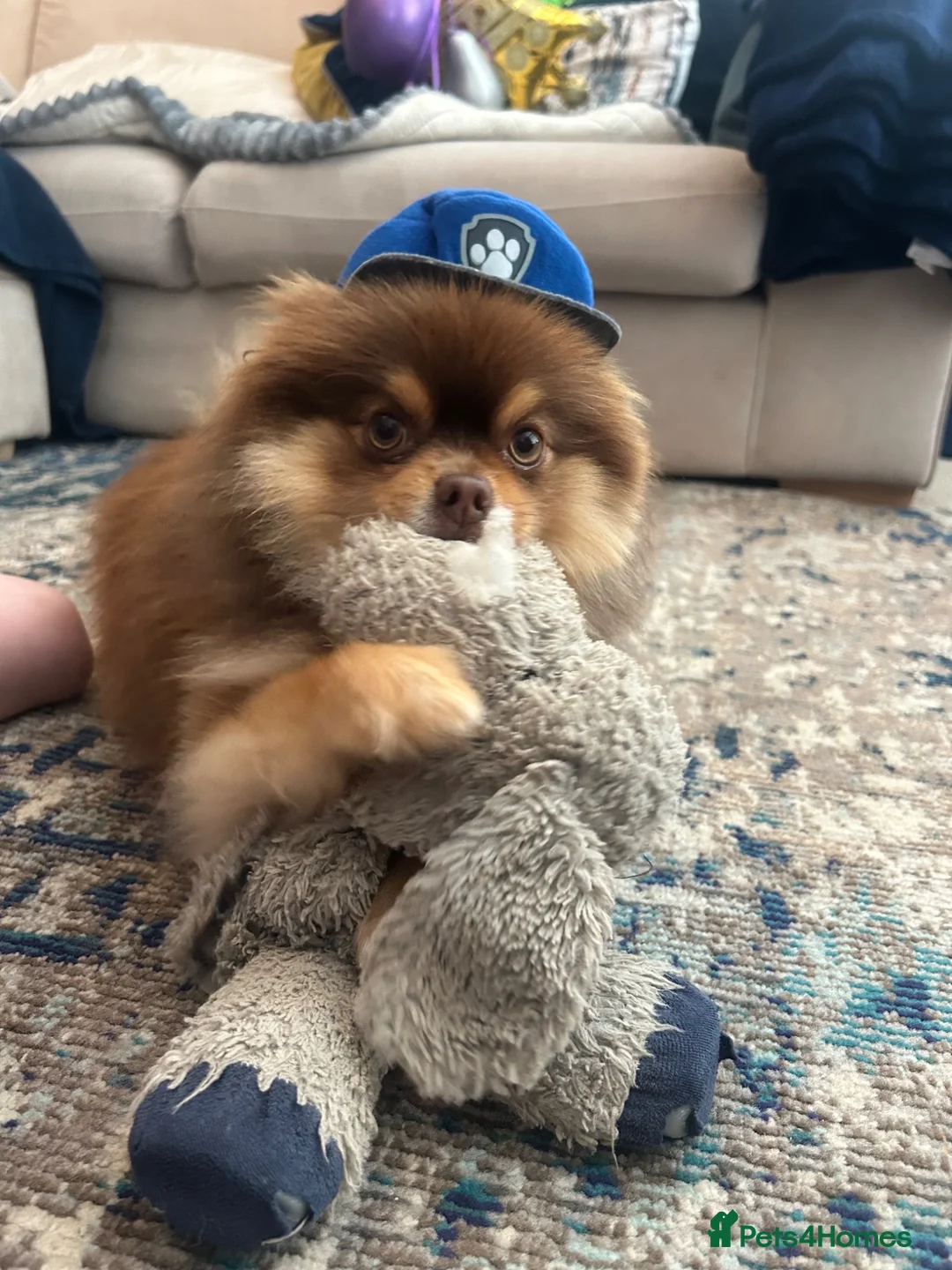 Pomeranian dogs for stud: Beautiful boy for stud in Monmouth - Advert 5
