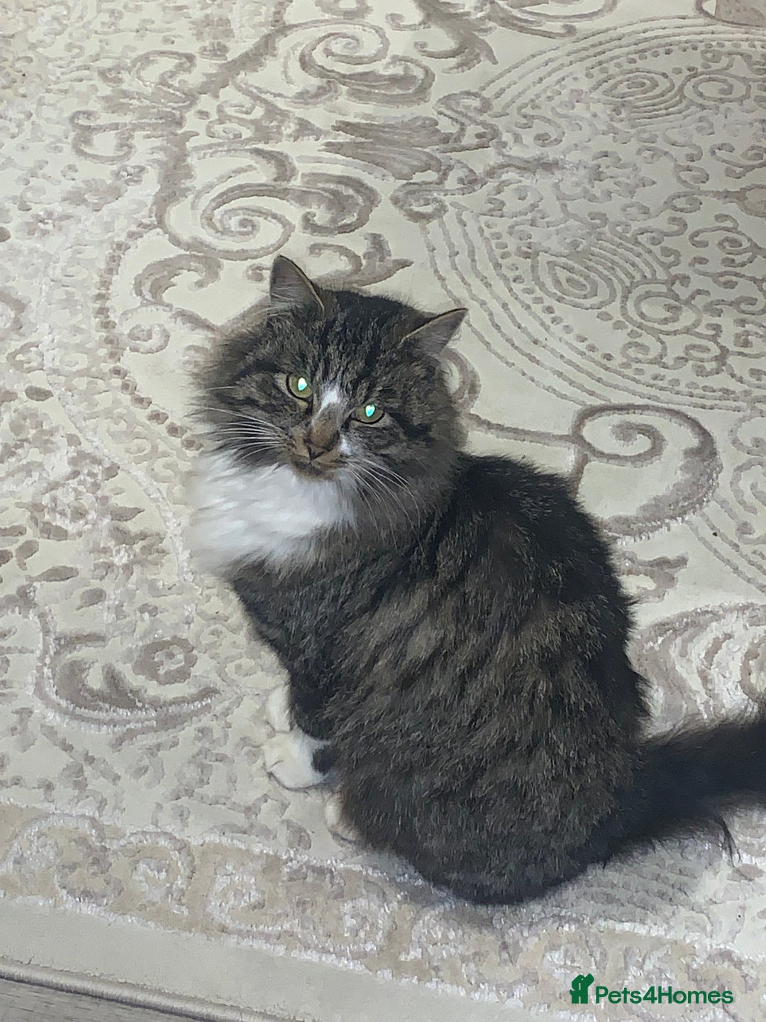 Mixed Breed cats for sale: Kittens - Advert 8