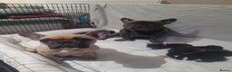French Bulldog dogs for sale: 2 Girls and 4 Boys - Advert 13