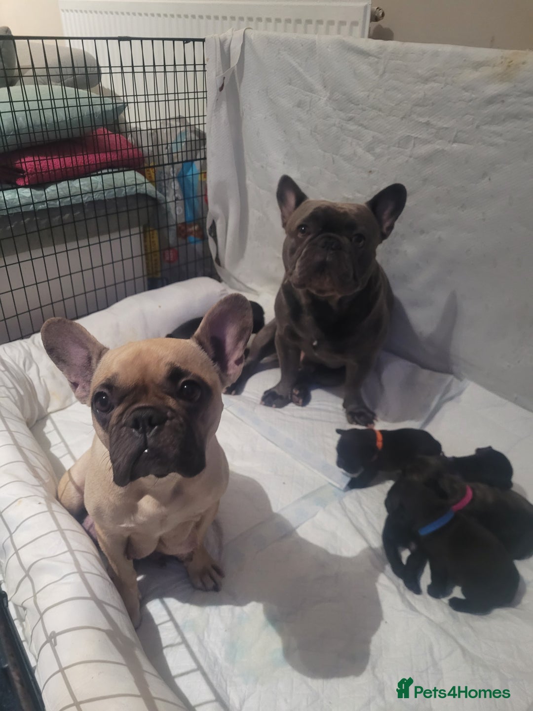 French Bulldog dogs for sale: 2 Girls and 4 Boys - Advert 13