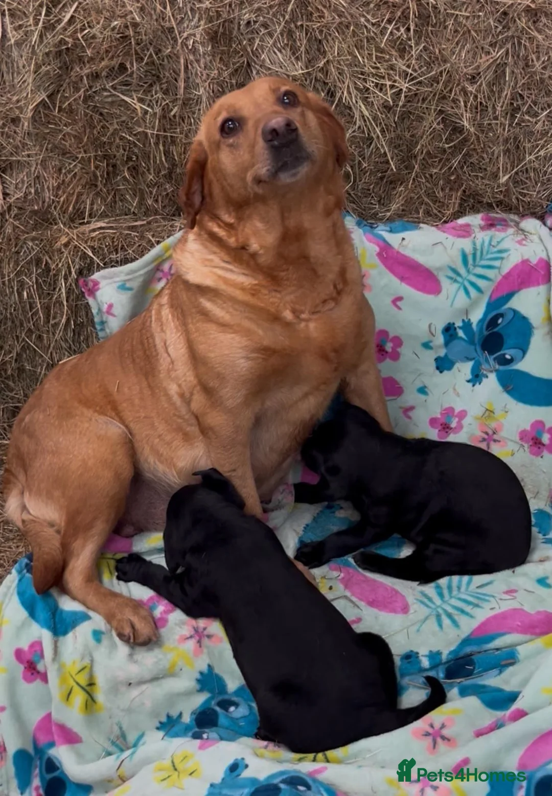 Labrador Retriever dogs for sale: Labrador puppies  - Advert 6