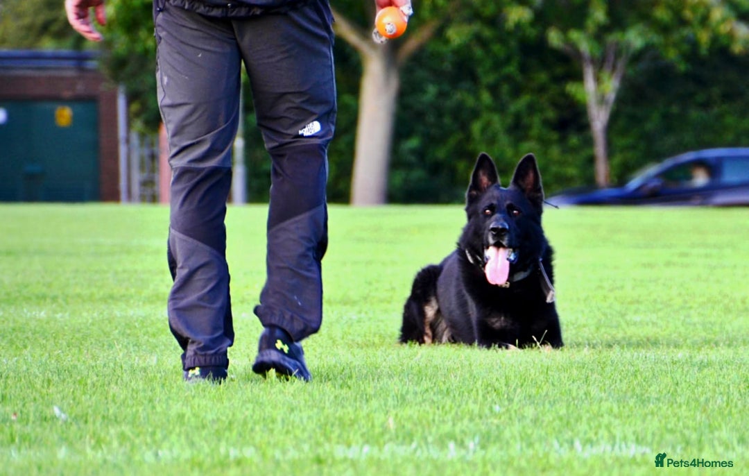 Mixed Breed dogs for sale: Czech shepherd x Belgium malinois - Image 6