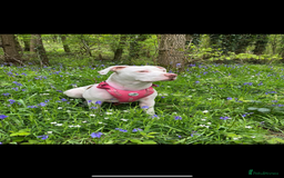 Mixed Breed dogs for sale: American bull dogs cross staffy - Image 16