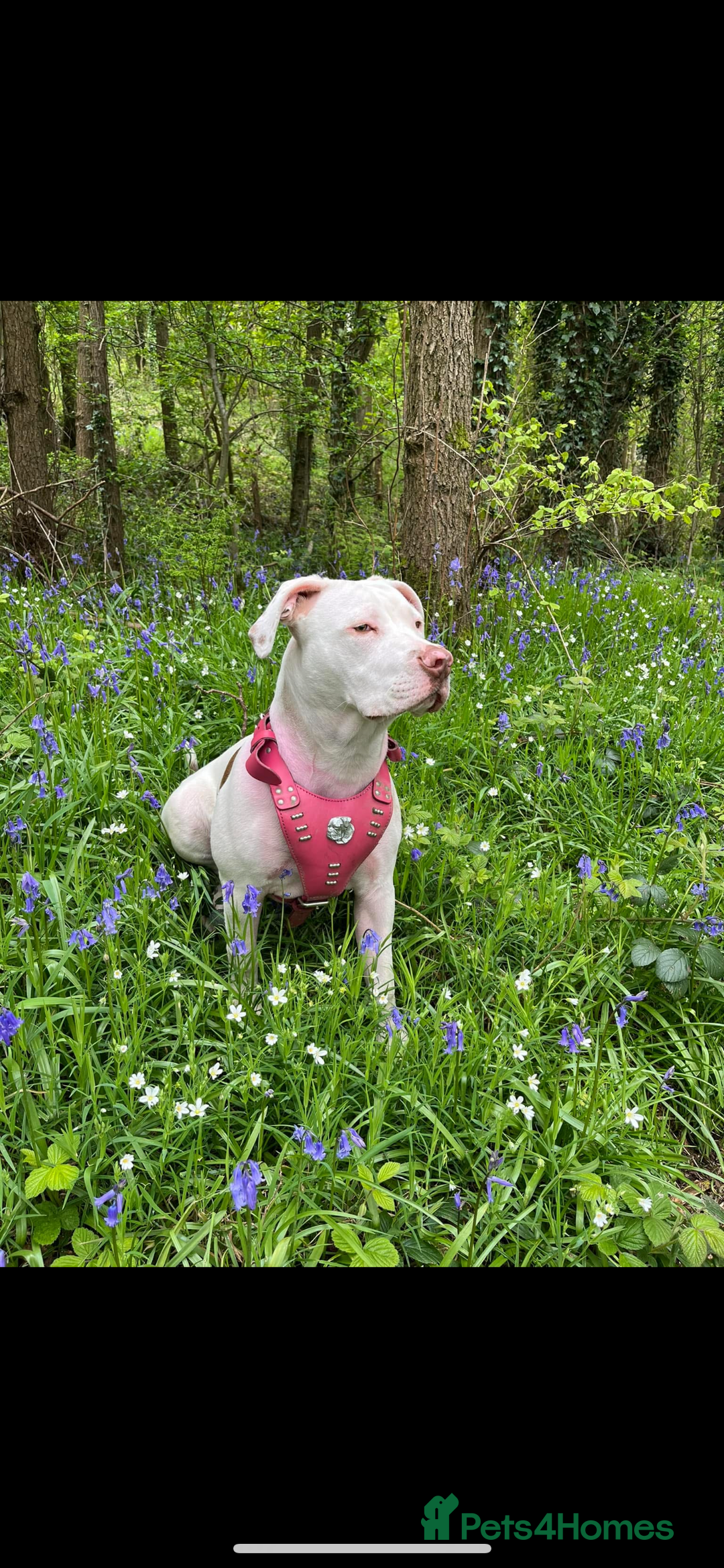 Mixed Breed dogs for sale: American bull dogs cross staffy - Image 16