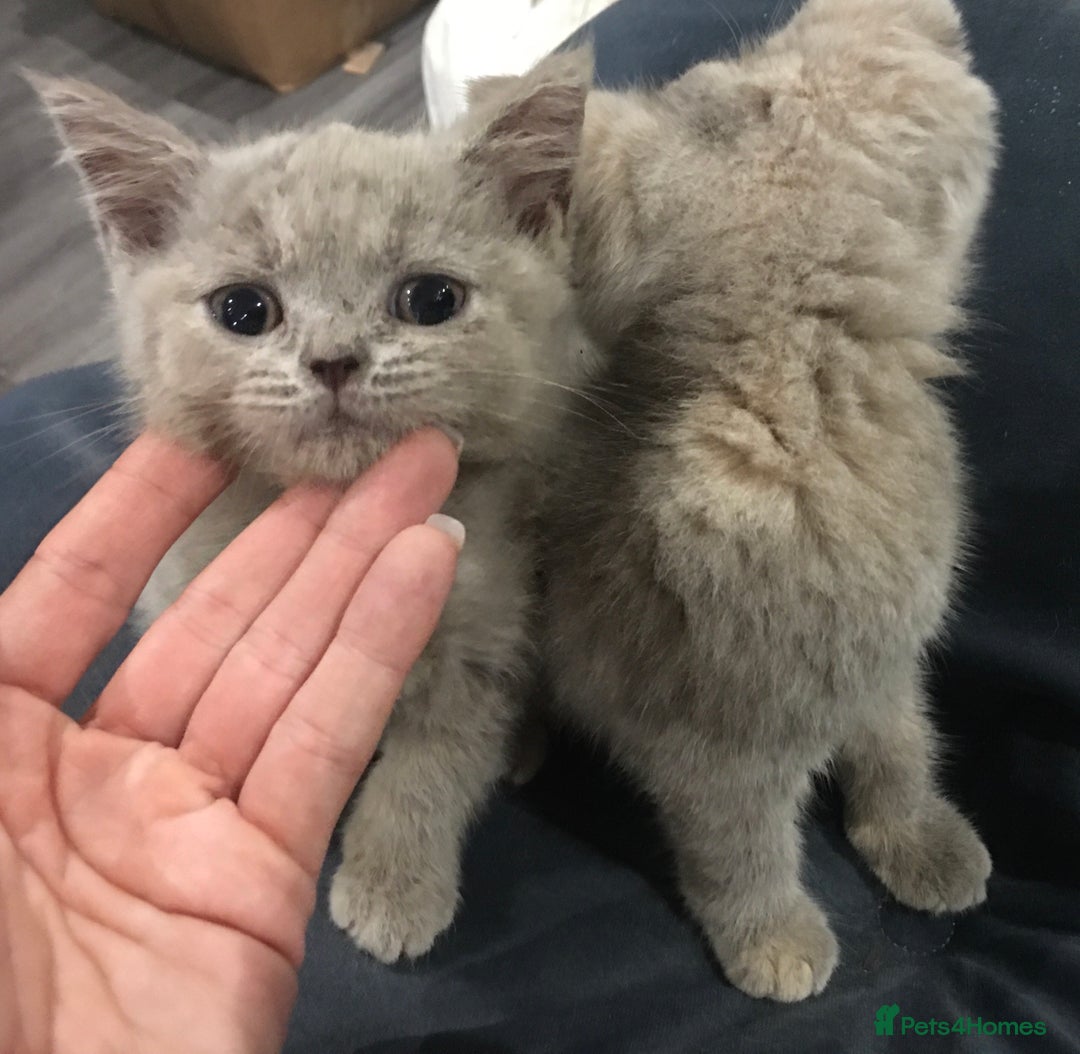 British Shorthair cats for sale: Stunning fluffy kittens  - Image 22