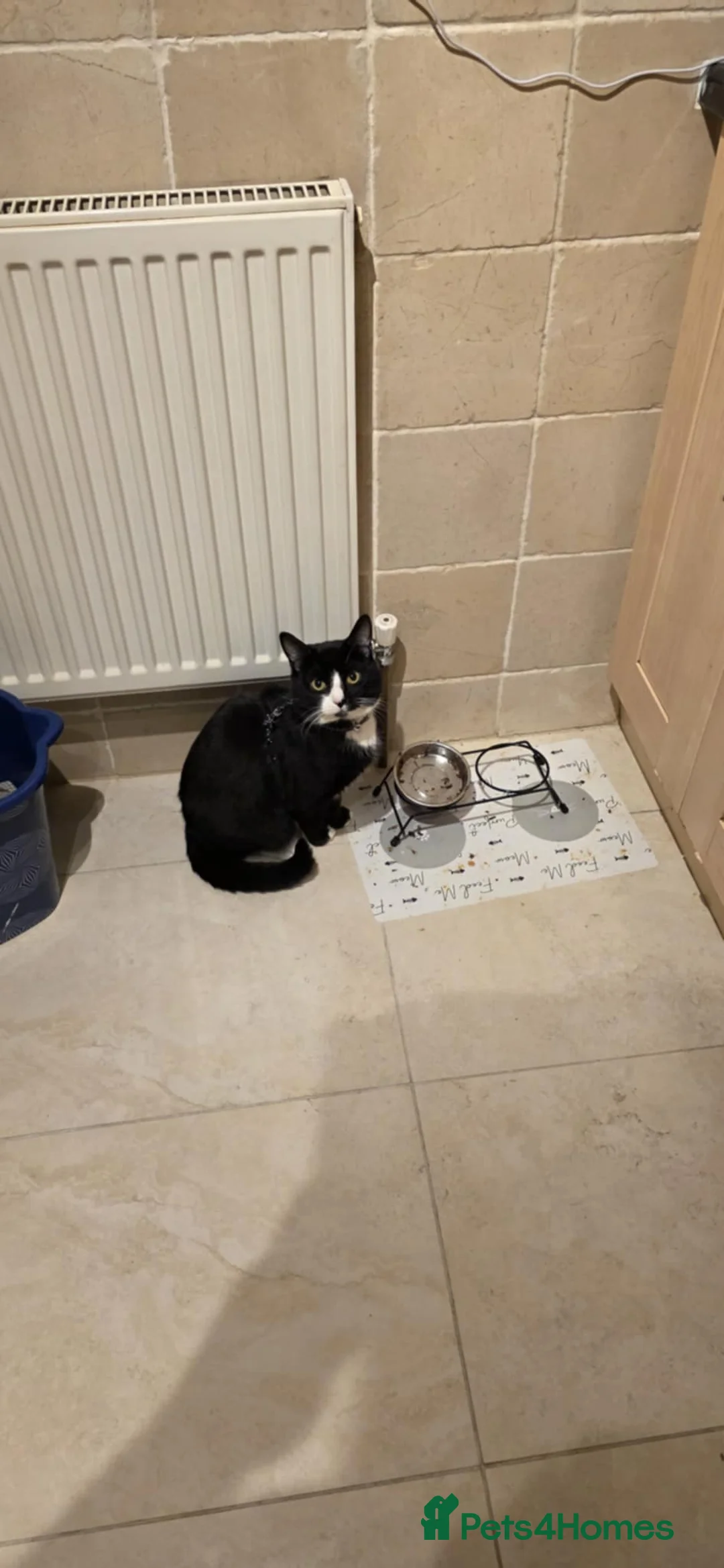 Mixed Breed cats for sale: Male Tuxedo for rehome - Advert 4