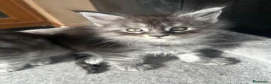 Maine Coon 1