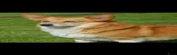 Welsh Corgi Pembroke dogs for sale: Top quality corgis  - Advert 2