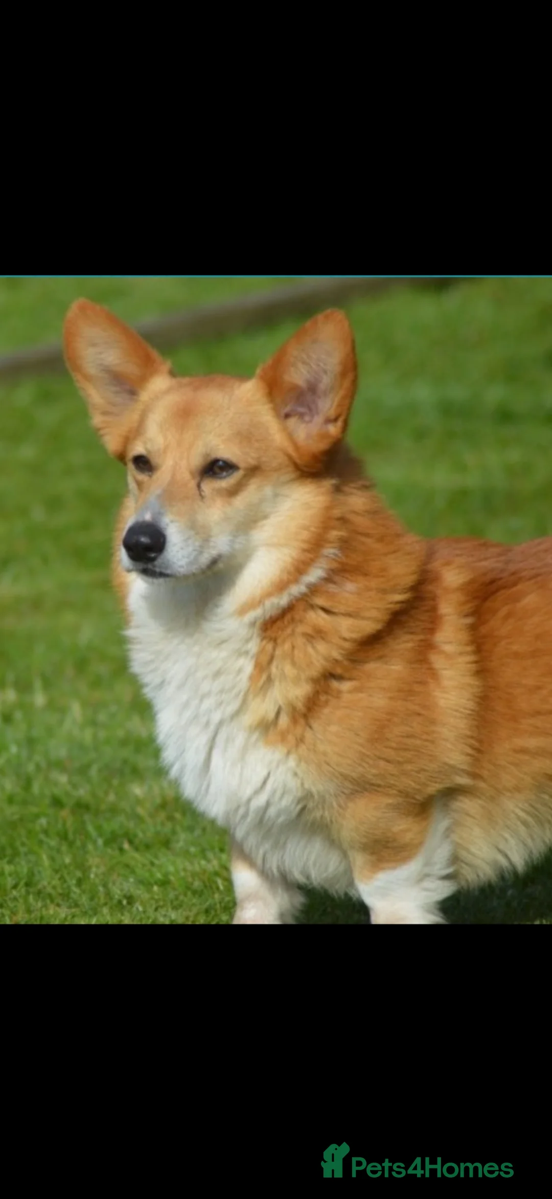 Welsh Corgi Pembroke dogs for sale: Top quality corgis  - Advert 2