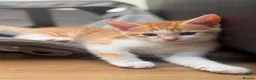 Mixed Breed cats for sale: Kittens easy to go  - Advert 6