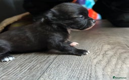 Pomchi dogs for sale: 2 beautiful tiny little Pomchi girls - Image 4