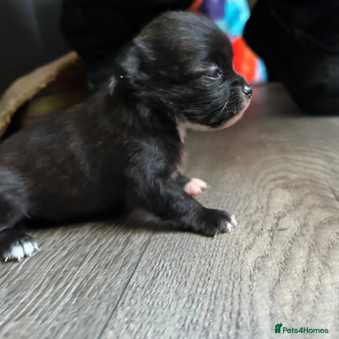Pomchi dogs for sale: 2 beautiful tiny little Pomchi girls - Image 4